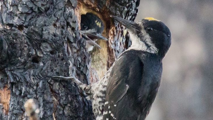 A new study has found that mega-fires across the western United States may be threatening these fire-loving woodpeckers.