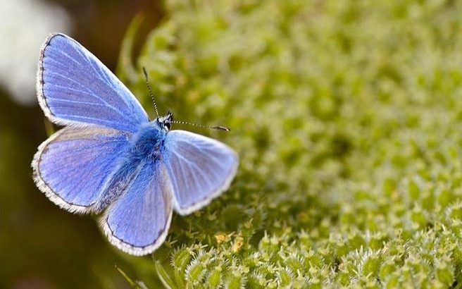 Butterfly Conservation is reporting that a striking blue butterfly may have its "best summer ever" after dwindling over the last four decades.