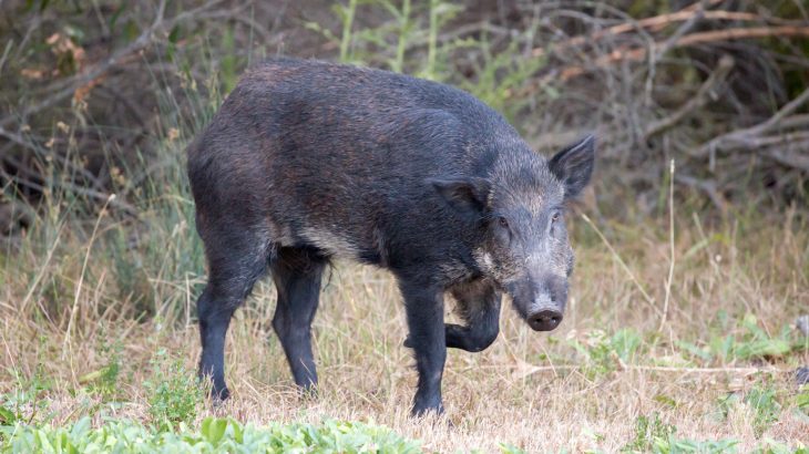 A new study shows that non-Carnivora species oftentimes kill young and small livestock, therefore damaging the entire farm infrastructure.
