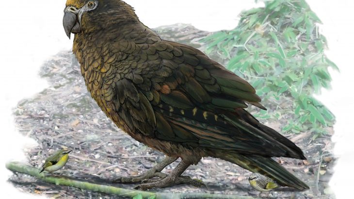 The first-ever giant parrot fossil has been located near St. Bathans in Central Otago, New Zealand.
