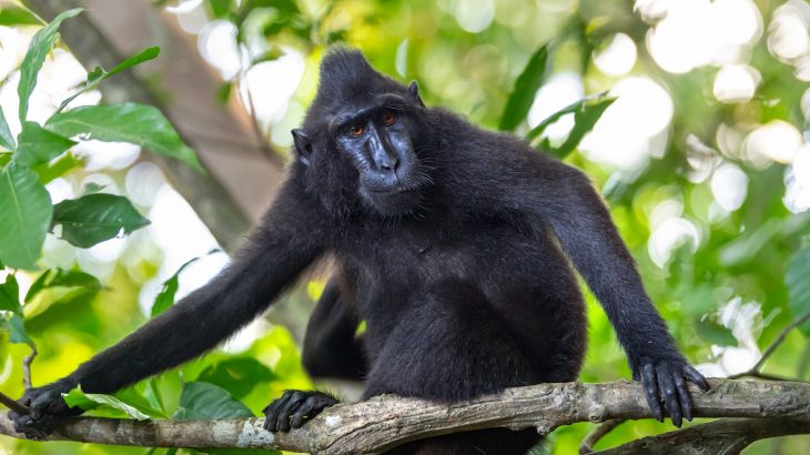 A new study from Columbia University has demonstrated that macaques can use logical reasoning to execute tasks.