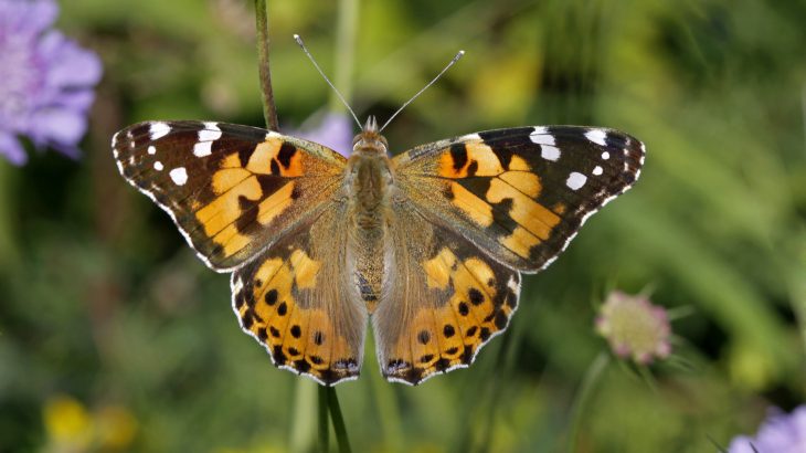 In the UK, millions of painted lady butterflies have been sighted in what is believed to be a phenomenon that only occurs about once per decade.
