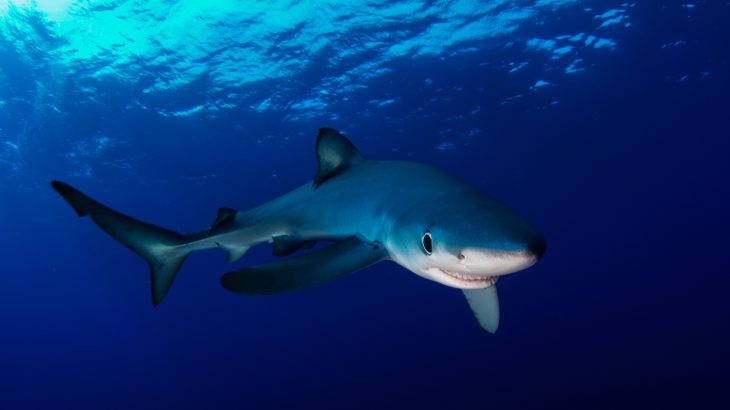 Sharks are much less likely to be found in coastal habitats close to human populations and fishing fleets, where they are frequently killed for their meat and fins.