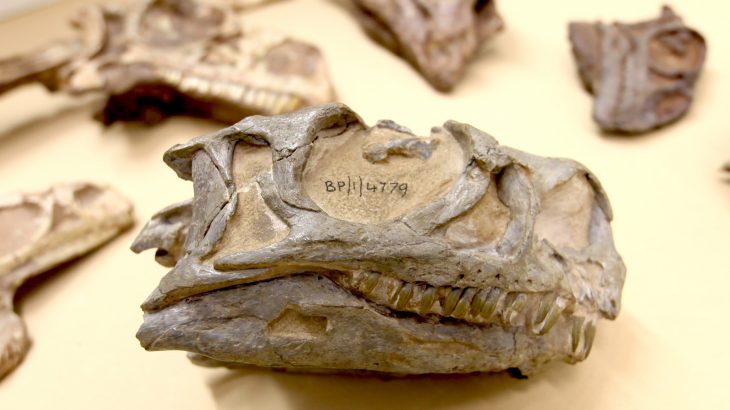 A fossil specimen that was sitting in storage for the past 30 years was recently discovered as belonging to a new species of dinosaur.