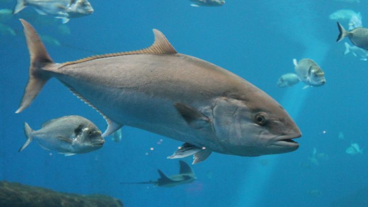 Climate change is contributing to an increase of the neurotoxin methylmercury, commonly found in cod, Atlantic bluefin tuna and swordfish.