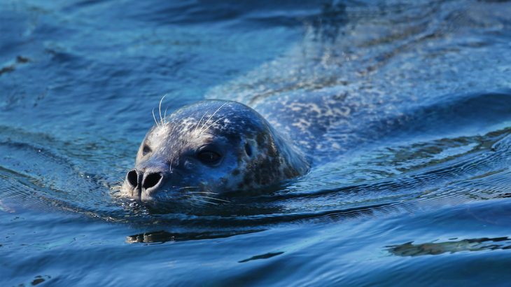 The Oregon coast is home to thousands of harbor seals year round, and now tracking devices are helping researchers understand the movements.