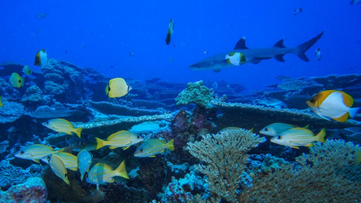 An underwater mountain range near Hawaii is making an impressive recovery after overfishing severely devastated corals and sponges.