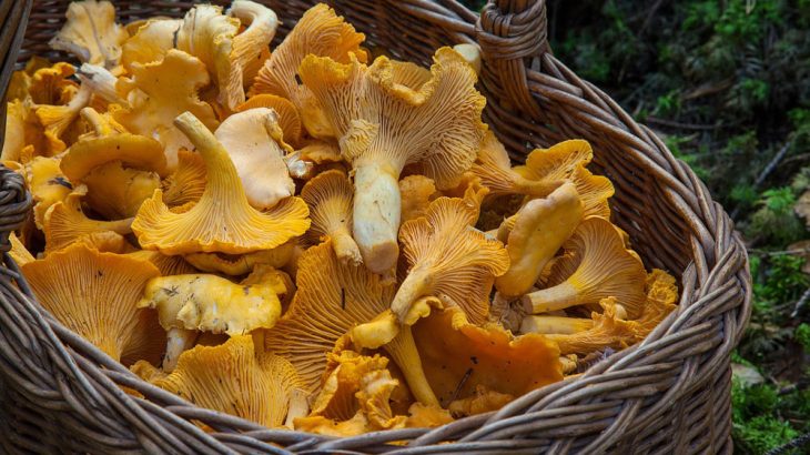 mushroom hunting basket foraging