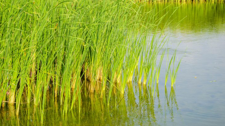 A new study may completely change how some parts of the fossil record are interpreted, particularly a group of early terrestrial plants.