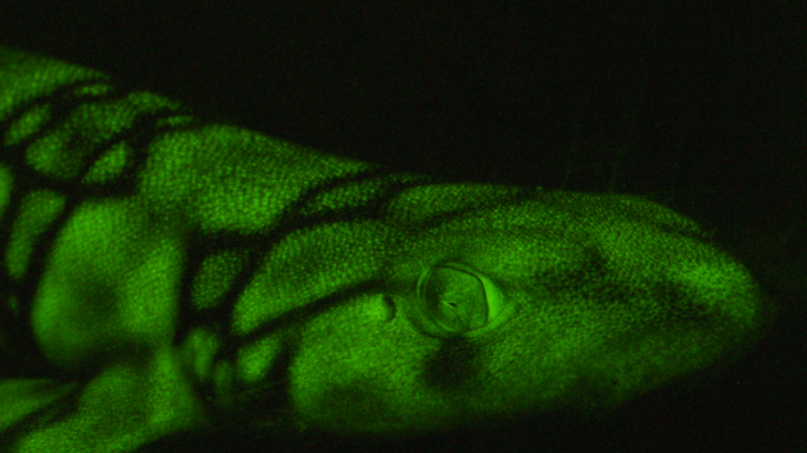 In the depths of the ocean, some shark species are known to use fluorescence to produce beautiful patterns of green light that only other sharks can see.