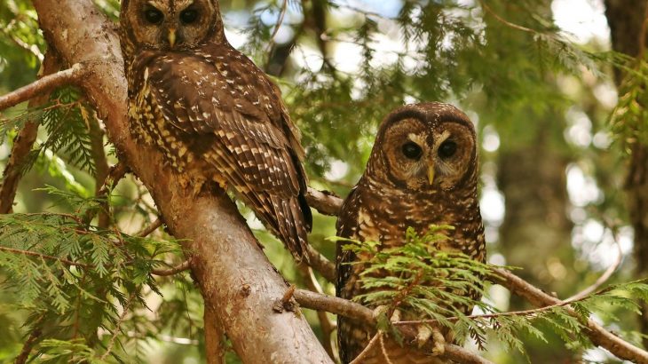 Despite the long-term preservation of this habitat within Washington’s Mount Rainier National Park, the Northern Spotted Owl has declined drastically in the last two decades.