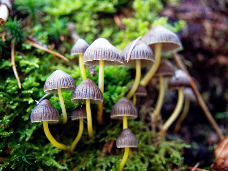 Common Types of Backyard Mushrooms - Earth.com