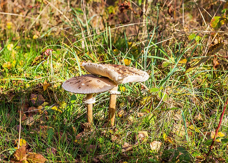 False parasol (Chlorophyllum molybdites)