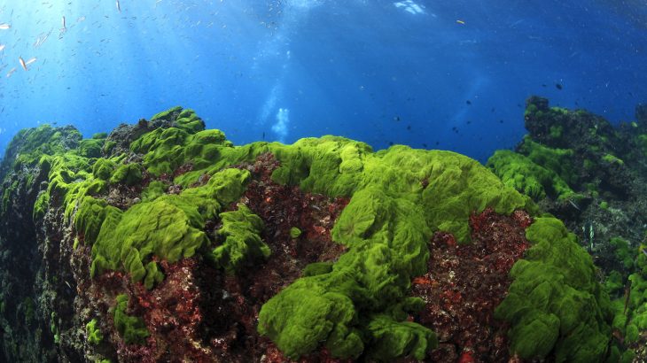 Abundant populations of marine microbes could soon play a critical role in regulating the Earth’s climate as the oceans get warmer.