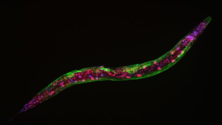 In a groundbreaking new study, researchers have identified a protein that has a major influence on healthy aging by supporting muscle strength and lifespan.