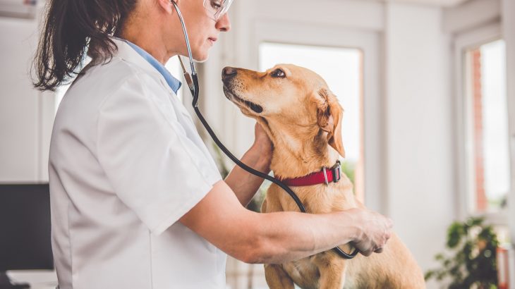 A new study from the American Psychological Association has revealed that working with animals on a regular basis can take a toll on your mental health.
