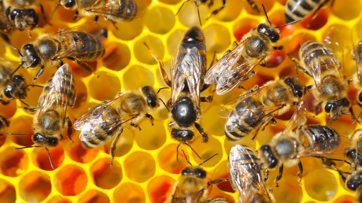 Along with the threat that neonicotinoids pose to bee colonies, another chemical called an adjuvant has exacerbated the issue.
