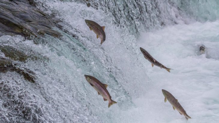 The EPA has withdrawn protections for a salmon fishery in Alaska's Bristol Bay, and agency insiders tell CNN the decision came after a meeting between President Donald Trump and the state's governor.