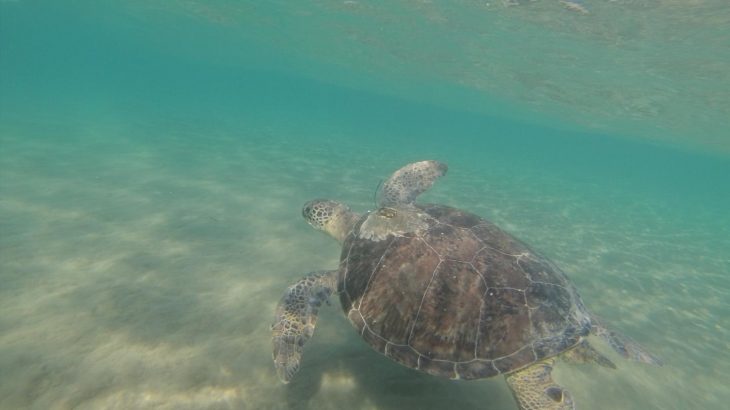 A green turtle swims off the coast of Cyprus. Green turtles are more likely to eat plastic if it looks like their food, a new study has found. (Image credit: Emily Duncan, University of Exeter)