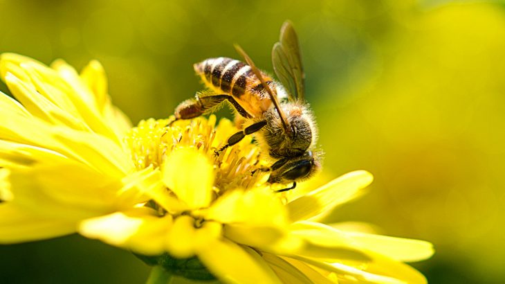The reality is that bees play a critical role in feeding the world by pollinating the crops that feed 90 percent of the global population.