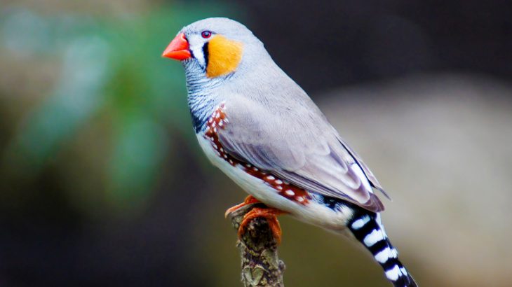 In a groundbreaking new study, experts at Columbia University have pinpointed what happens in the brain of a young songbird as it learns a new tune.