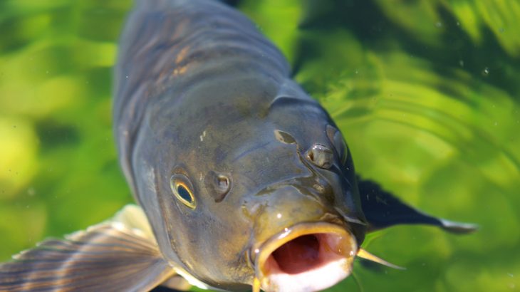 A new modeling stud has revealed that Asian carp are capable of surviving in much larger areas of Lake Michigan than what was previously realized.