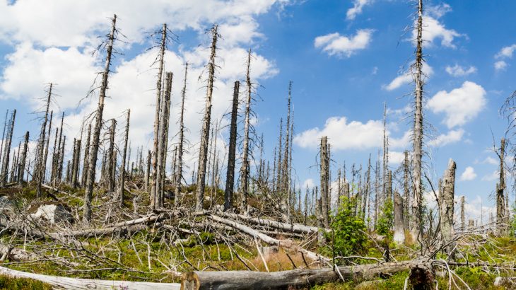 New research shows how large-scale tree death, mainly caused by fires, harvesting, windstorms, and insect outbreaks, has impacted the world’s carbon stocks.
