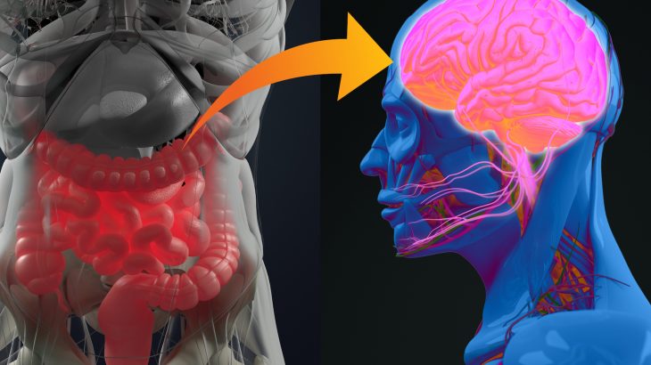 According to a new study, a previously unknown connection between the gut and the brain helps explain why overeating leads to weight gain.