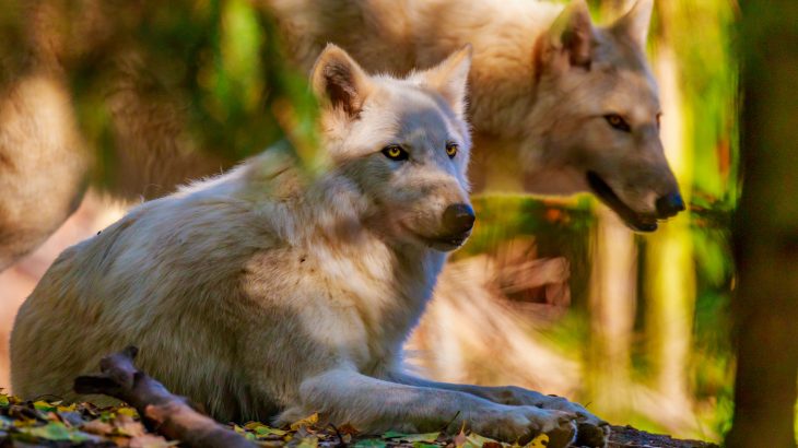 The Washington Department of Fish and Wildlife authorized the killing of wolf pack members involved in preying on cattle in northeastern Washington.