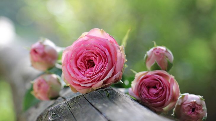 pink roses