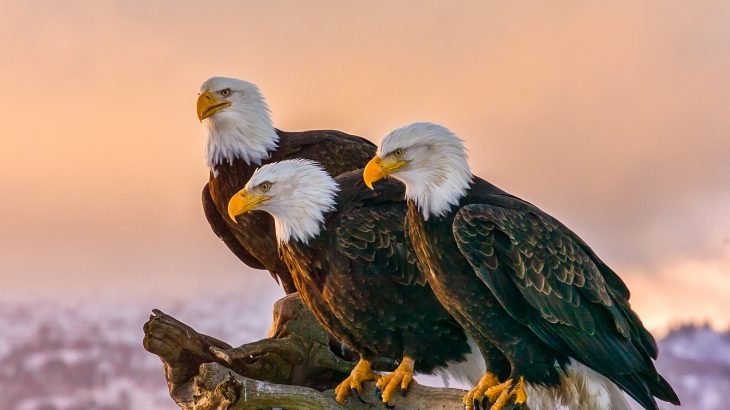 New changes to the Endangered Species Act drastically scale back protections issued to species threatened with extinction.