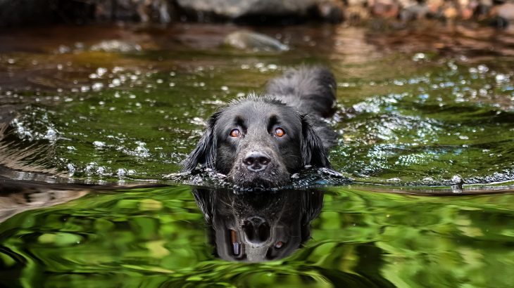 A couple in North Carolina lost all three of their dogs last week after a visit to a local pond turned fatal. The culprit was toxic blue-green algae.