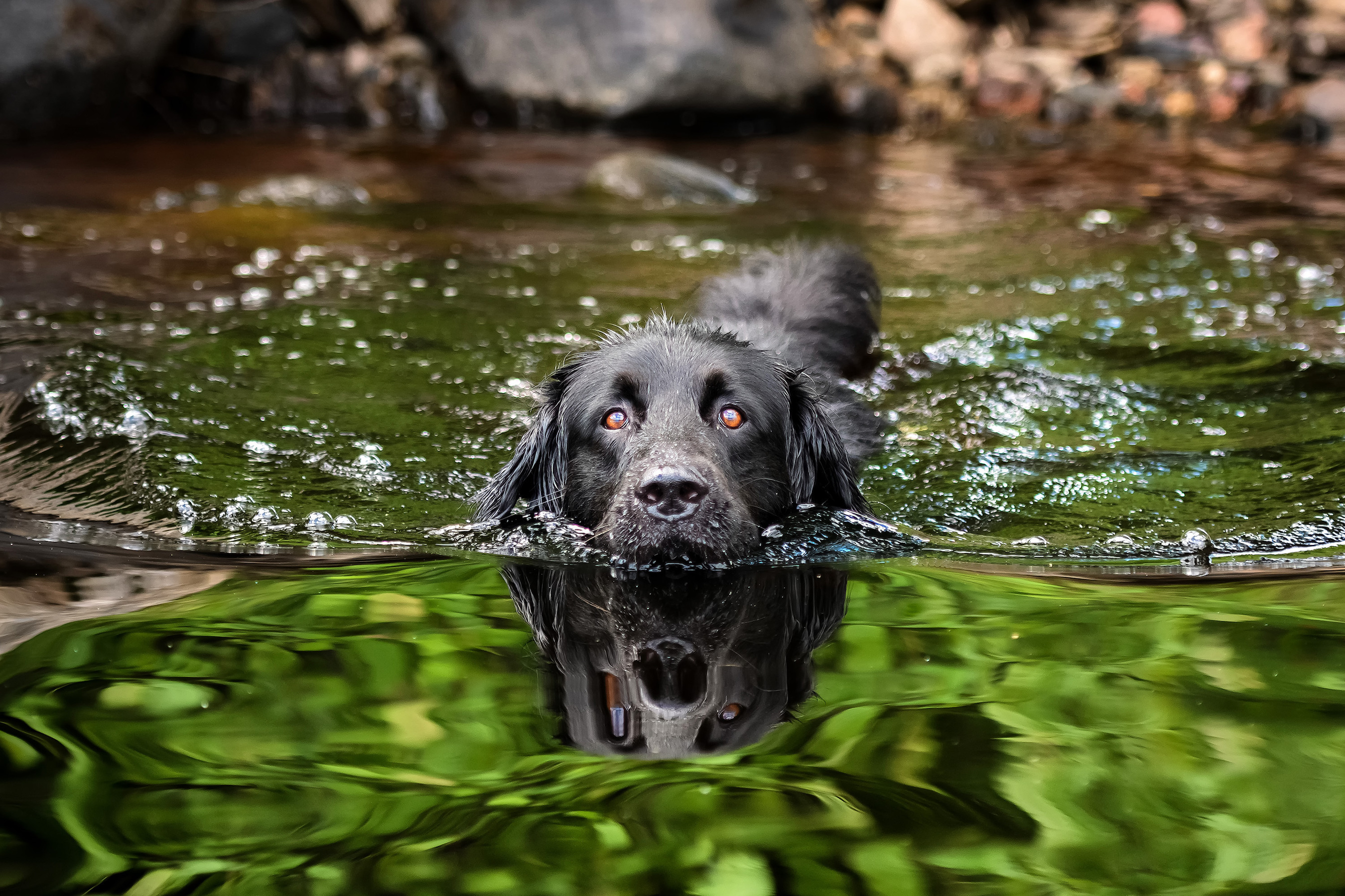 Why toxic algae blooms can be fatal for dogs