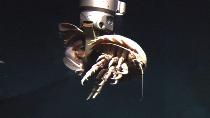 You can call them poor unfortunate souls if you like. But really, the approximately 16 species of giant deep sea isopod have it pretty good.