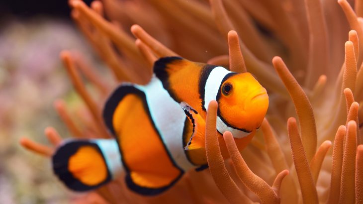 A new study has found that warnings about consumers influenced by animal movies are unsubstantiated.