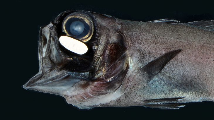 According to a new study, flashlight fish use bioluminescent organs located under its eyes to maintain their schools at night.