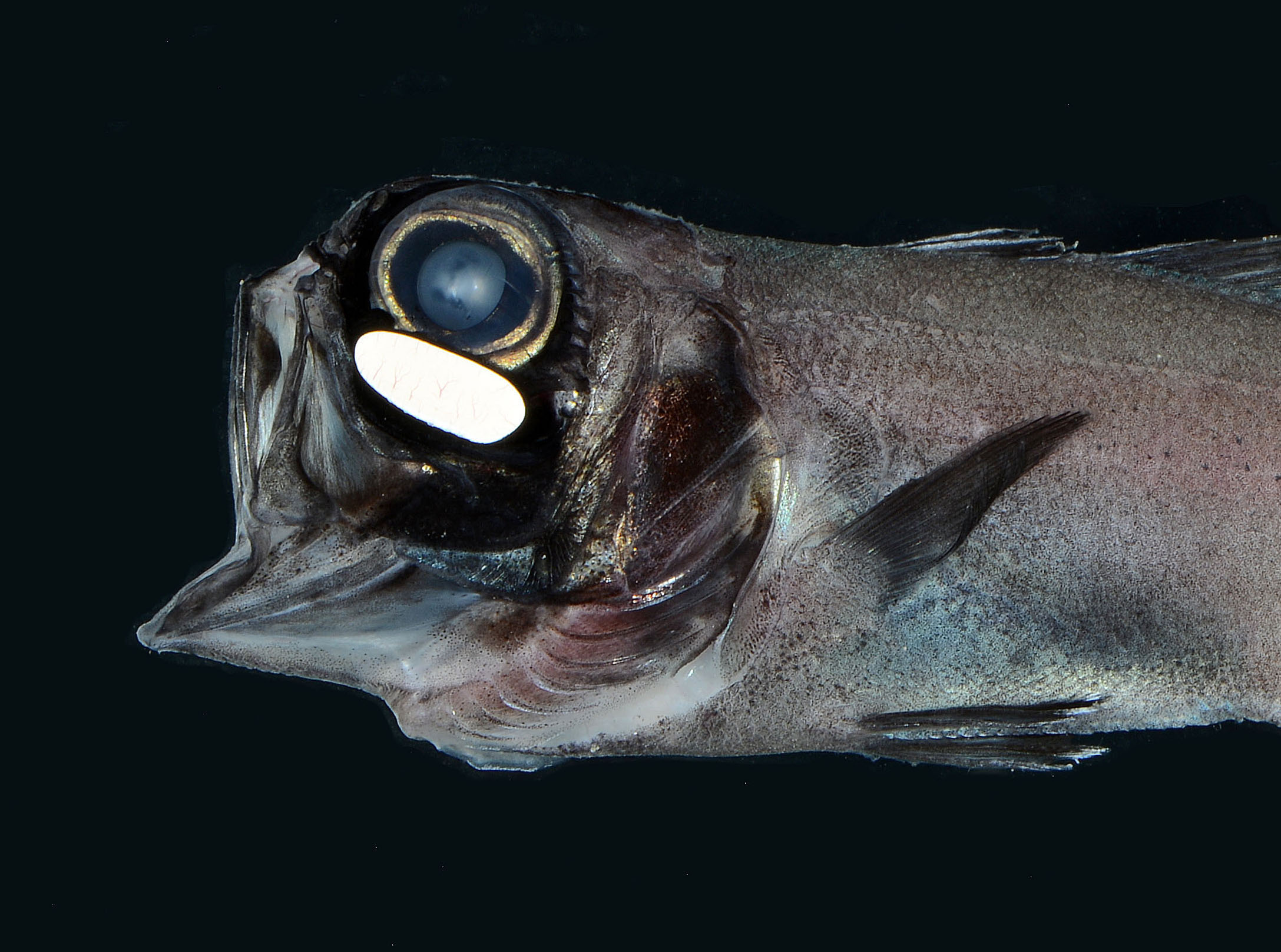 Bioluminescence allows flashlight fish to school at night