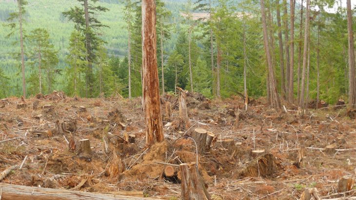 The new proposed rule outlined in Trump’s executive order would allow the US Forest Service to authorize forest clearcutting without an environmental impact statement or public input.