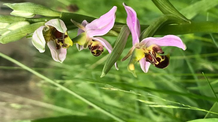 Researchers at the University of York have discovered that climate change is disrupting local plant diversity.