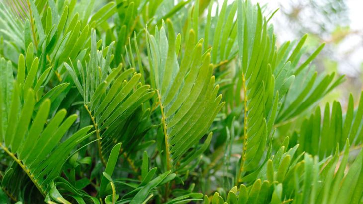 coontie palm zamia pumila cycad