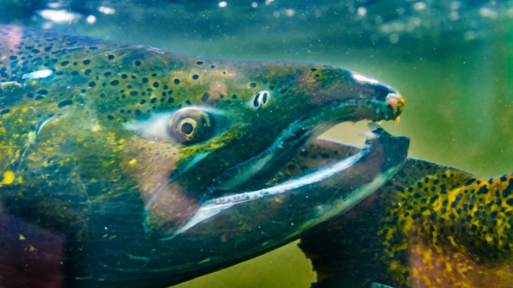 A new study suggests that increasing the abundance of a threatened salmon can be very beneficial to people living in the Pacific Northwest.