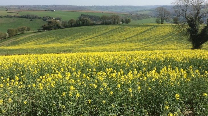 Researchers from the University of Bristol have found that taking advantage of a plant’s circadian rhythm could help reduce the amount of herbicide needed for spraying crops.