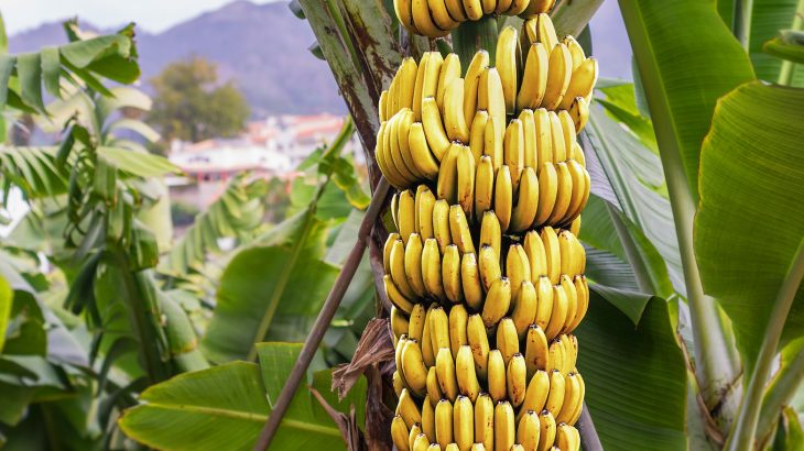 Colombia has declared a national emergency after a destructive fungus was found in the soil that could ultimately wipe out most large banana farms, leading to major shortages.