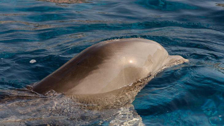 According to scientists at the University of Siena, at least 40 dolphins have been killed by a measles-like cetacean mobillivirus.