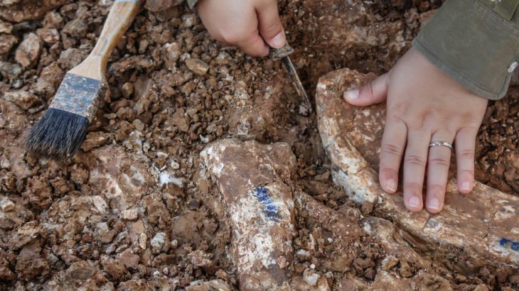 Fossils discovered in Brazil belonged to a newly discovered ancient reptile species, researchers say.