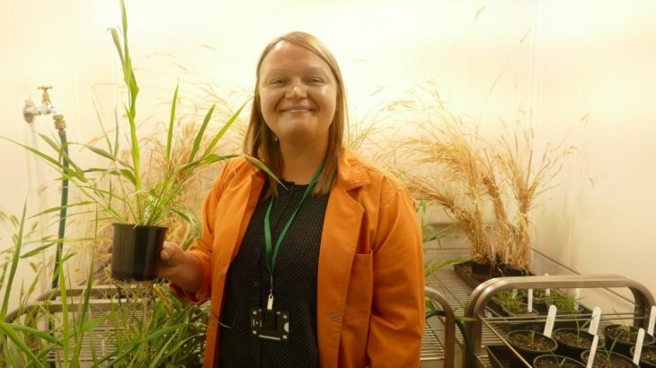 Dr. Maria Ermakova holds a Setaria plant that has been transformed to boost photosynthesis. Triggering production of a specific protein can increase the process plants use to create their own food. (Image credit: Natalia Bateman, ARC Centre of Excellence for Translational Photosynthesis)