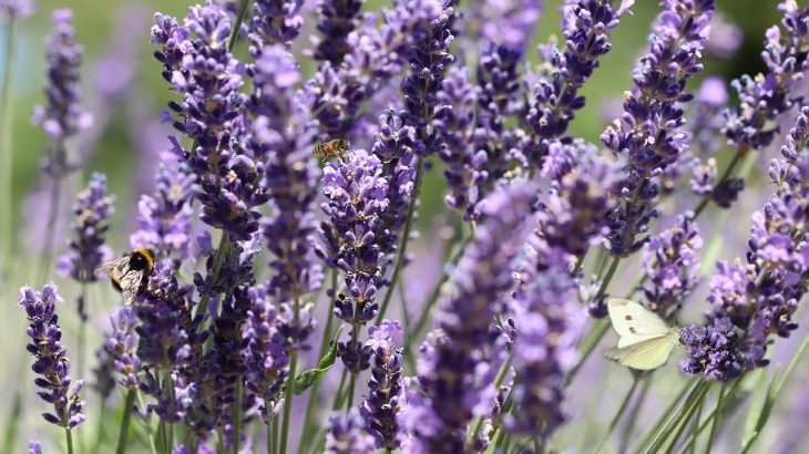 lavender