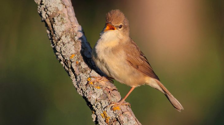 Researchers have discovered that migratory birds essentially risk their lives for some good sleep when they need it the most.