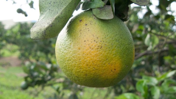 By the time that symptoms of the lethal bacterial infection appear, it is too late to save crops from the lethal damage of citrus greening.