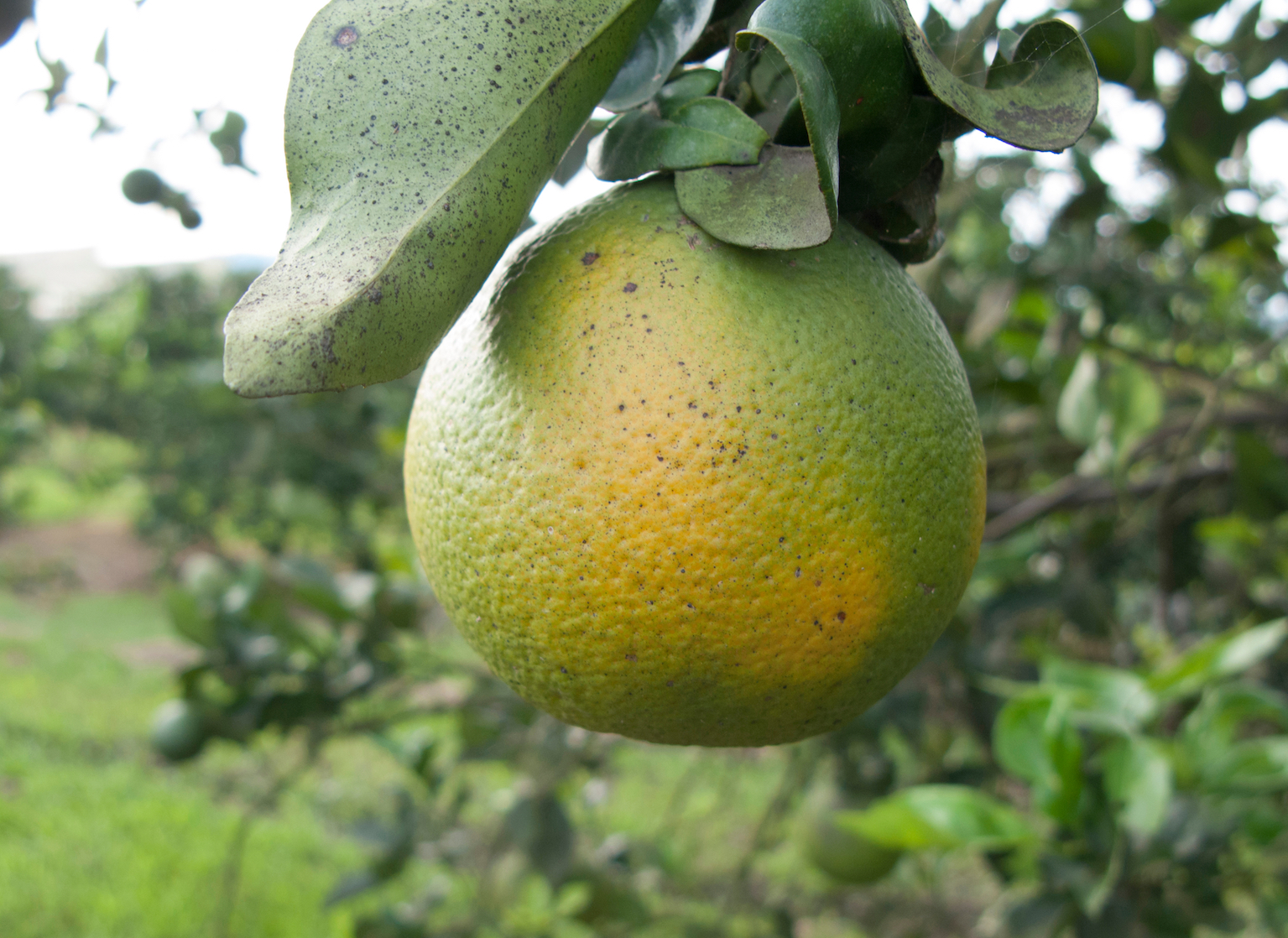 Scientists are one step closer to developing treatments for citrus